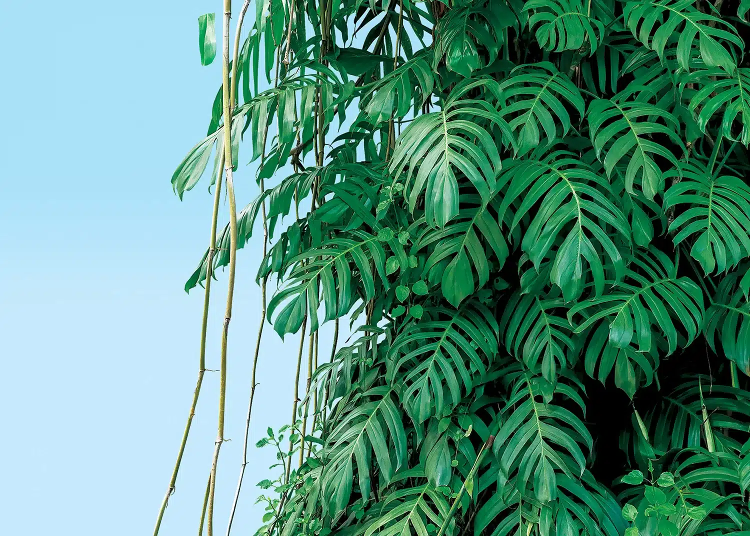 Custom Size Wall Mural Monstera | Premium Non-Woven Wallpaper | FT5P352389