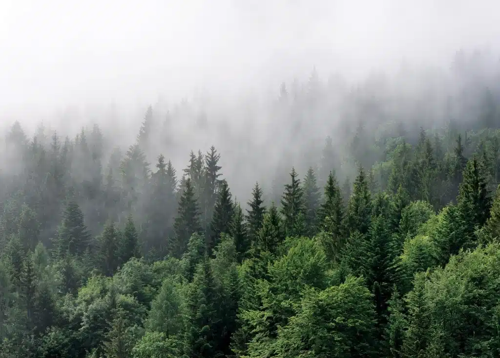 Custom Size Wall Mural Misty Morning | Premium Non-Woven Wallpaper | FT5P3031 1