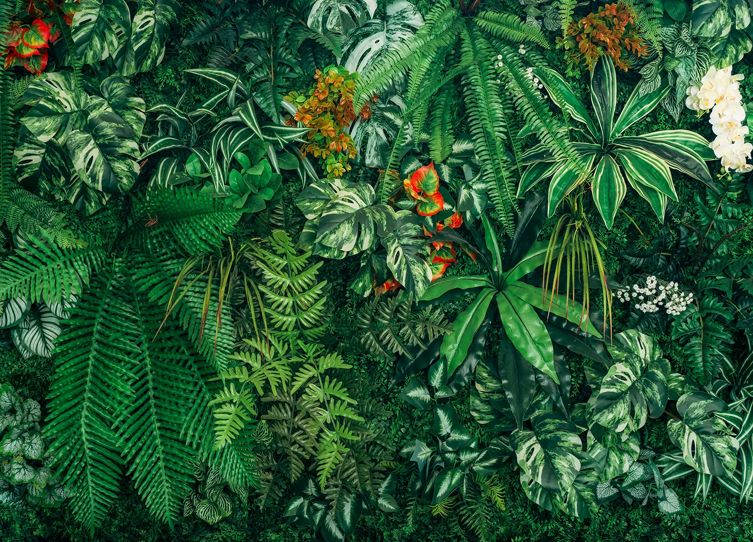 Custom Size Wall Mural Amazonian Wall | Premium Non-Woven Wallpaper | FT5P 352423