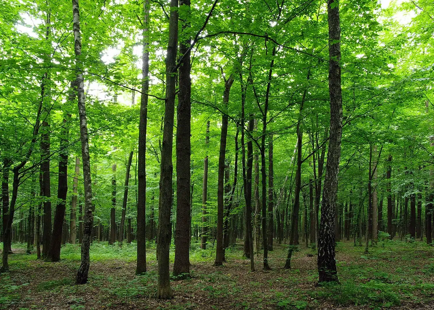 Green Forest | Made-to-Measure Wallpaper | Wallever | FTNS 2446