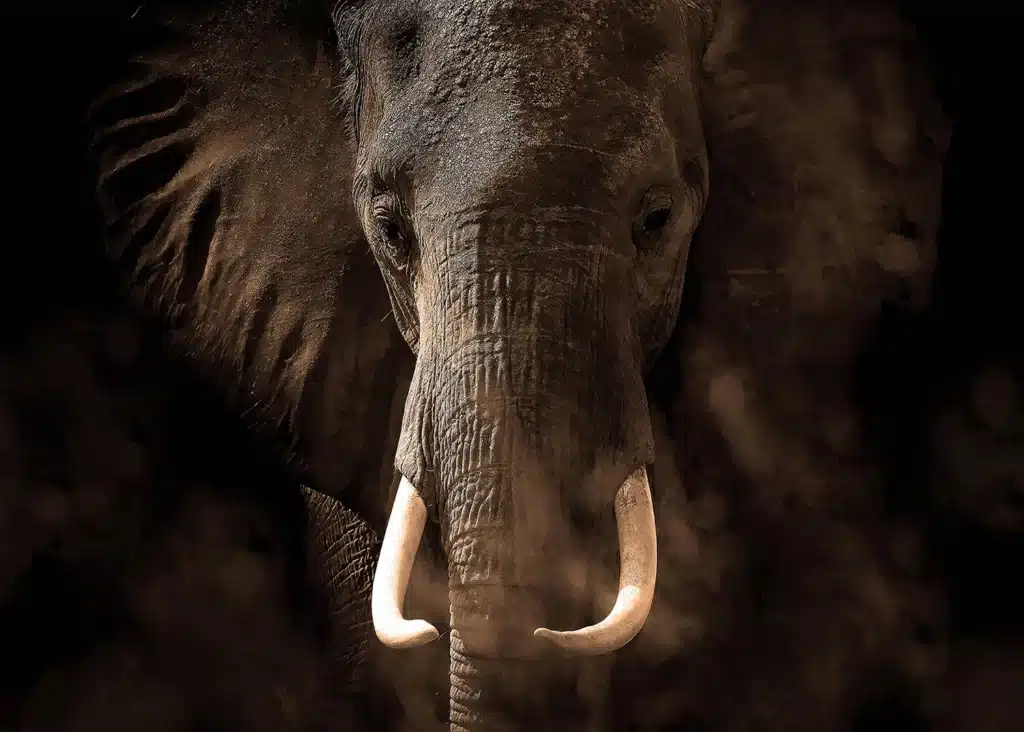 Wall Mural Elephant, 375 x 270 cm, FTNXXL 3016