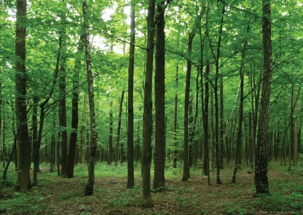 Vliesová fototapeta na zed' V Listnatém Lese | 155 x 110 cm | FTNM 2656