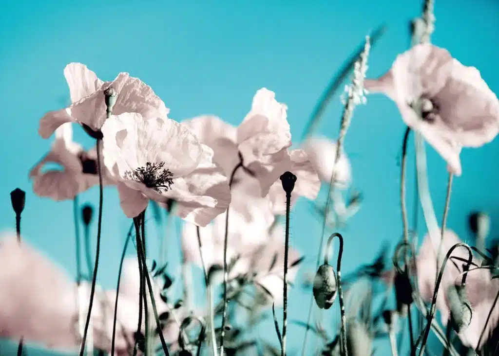 Custom Size Wall Mural Poppies on Blue | Premium Non-Woven Wallpaper | FTNXXL0118 1