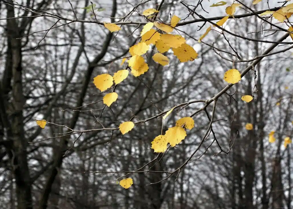 Custom Size Wall Mural Autumn Vibes | Premium Non-Woven Wallpaper | FTNXXL0317 1