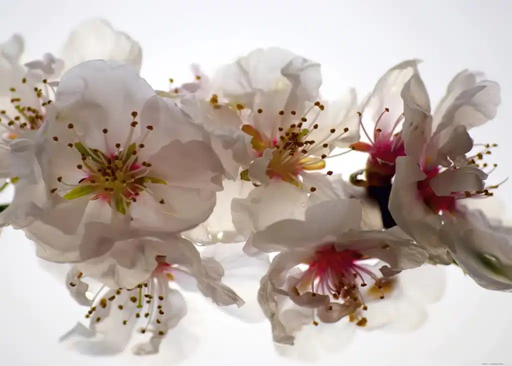 Custom Size Wall Mural TenderneSS| Premium Non-Woven Wallpaper | FTNXXL0385 1