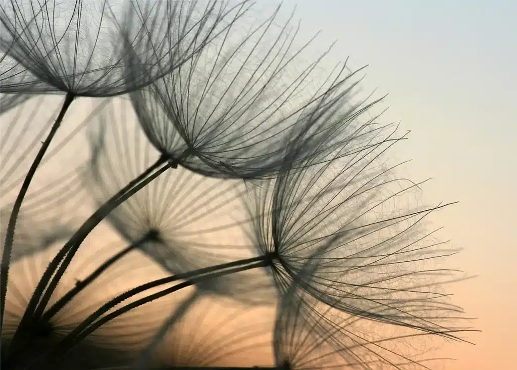 Custom Size Wall Mural Dandelion Closeup | Premium Non-Woven Wallpaper | FTNXXL2494 1