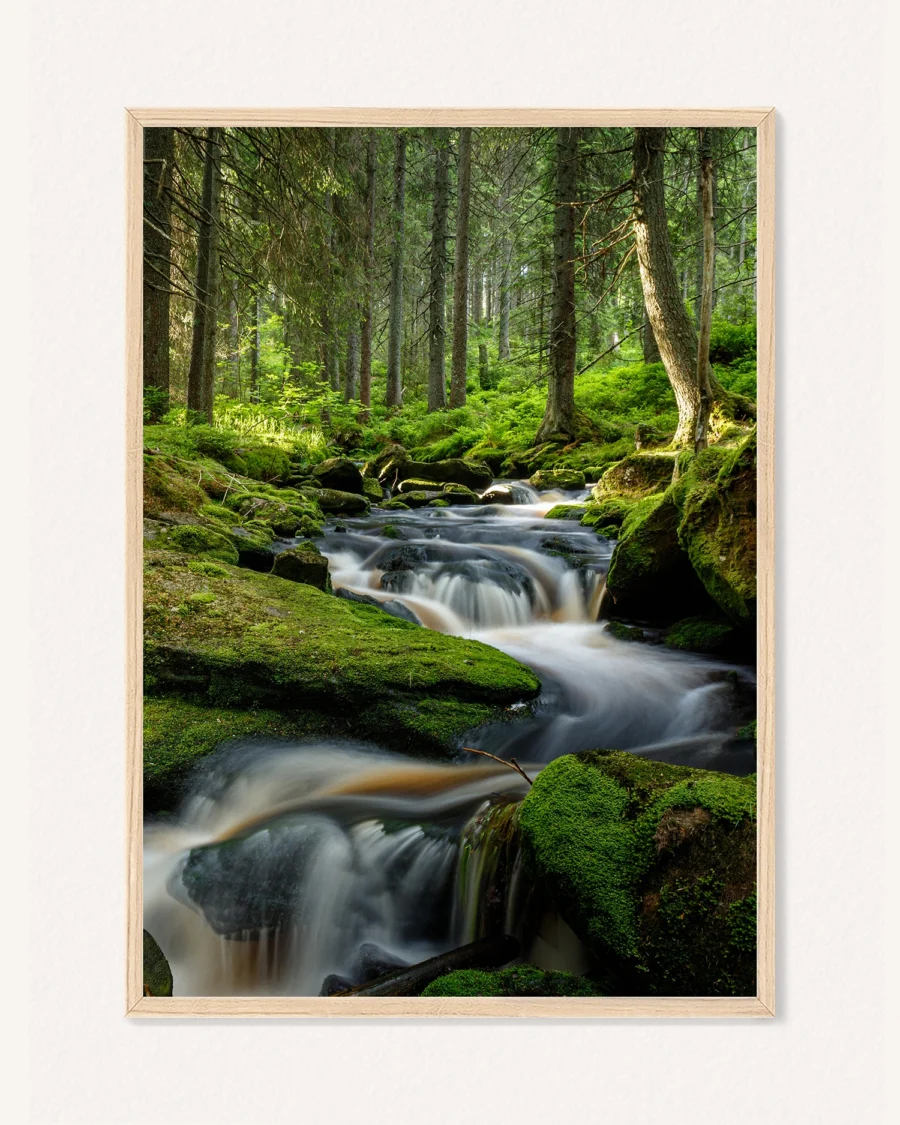 Poster Pine Branches / Forest Stream in Sunrise, 30 x 42 cm, P 351327 - Image 2